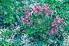 <em>Pedicularis asplenifolia</em>